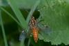 Tenthredopsis litterata
